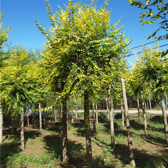 金叶榆,是白榆的一个变种,属榆科榆属.