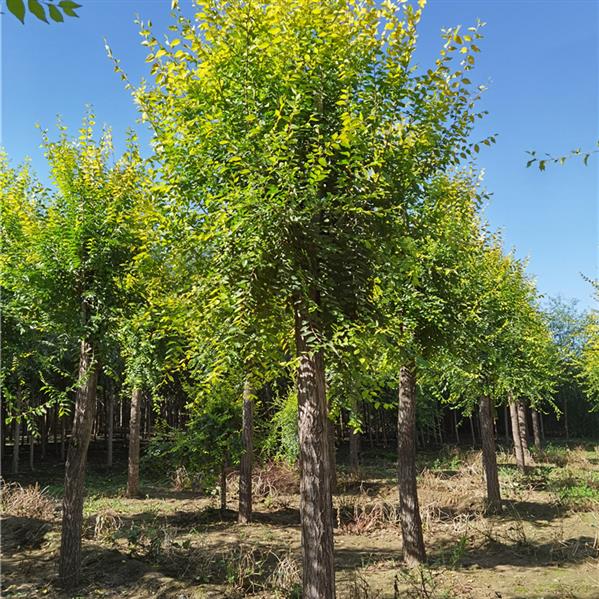 金叶榆的形态特征金叶榆可长到数十米高,属于落叶乔木.