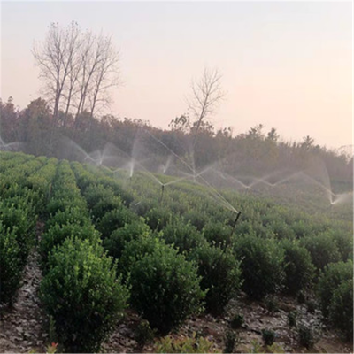 批发黄杨球树 园林绿化植物冬青球