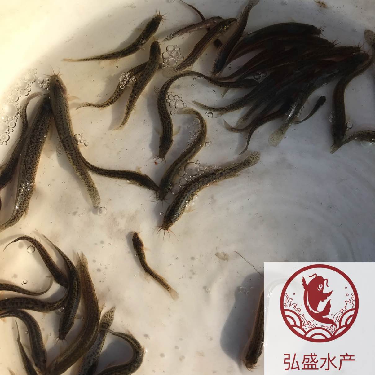 泥鳅苗供应中国台湾泥鳅苗批发价格泥鳅鱼苗养殖基地