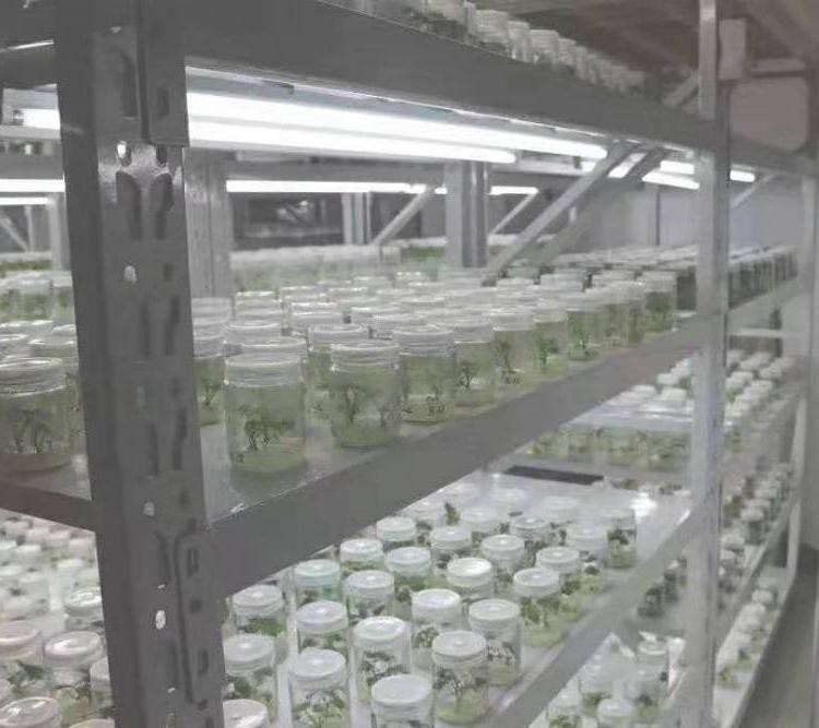 文圣区大量供应脱毒红薯苗原种脱毒红薯苗大量供应