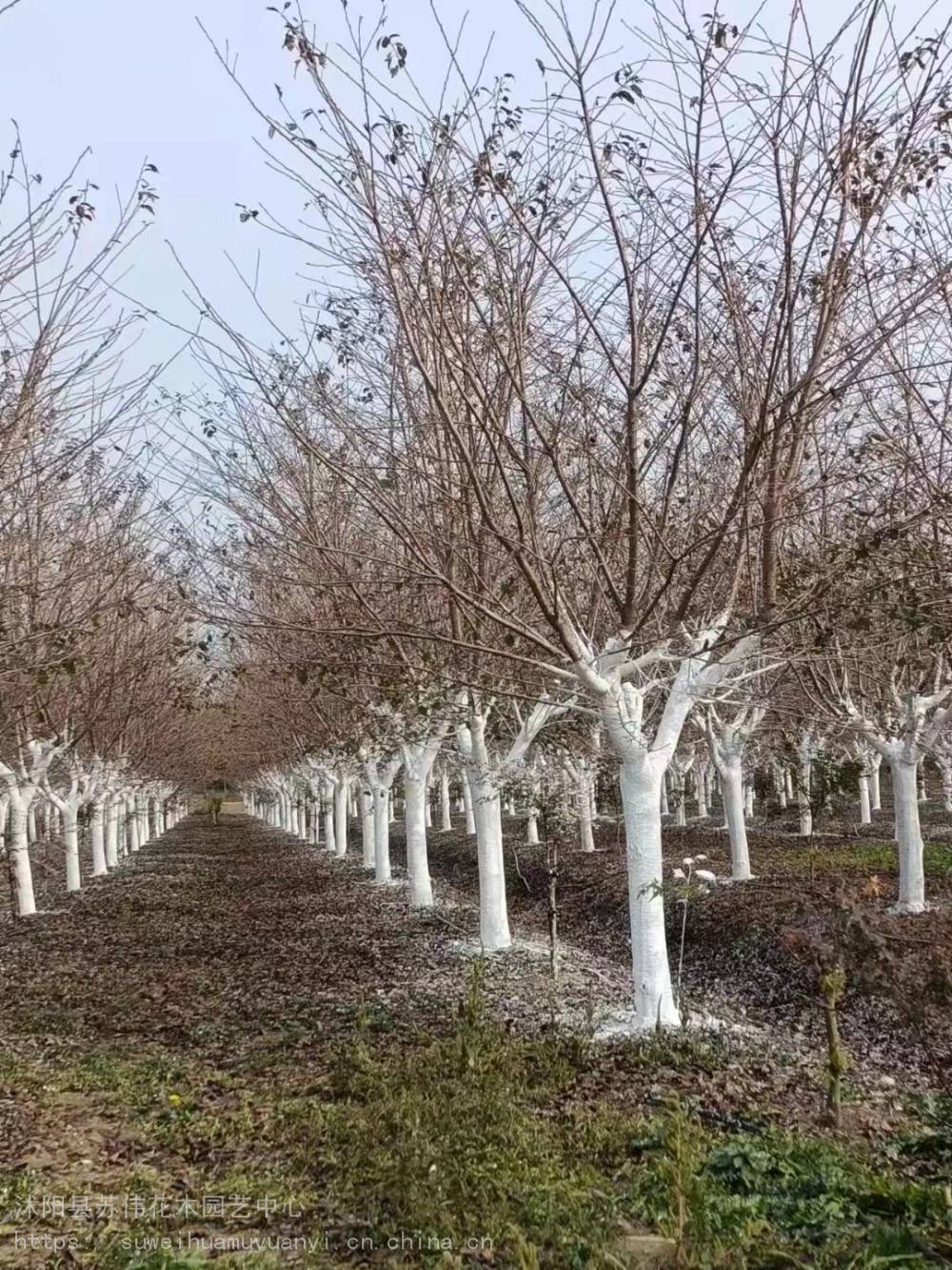 苏伟花木场15公分樱花树 打造花海景观 耐寒抗冻易成活乔木