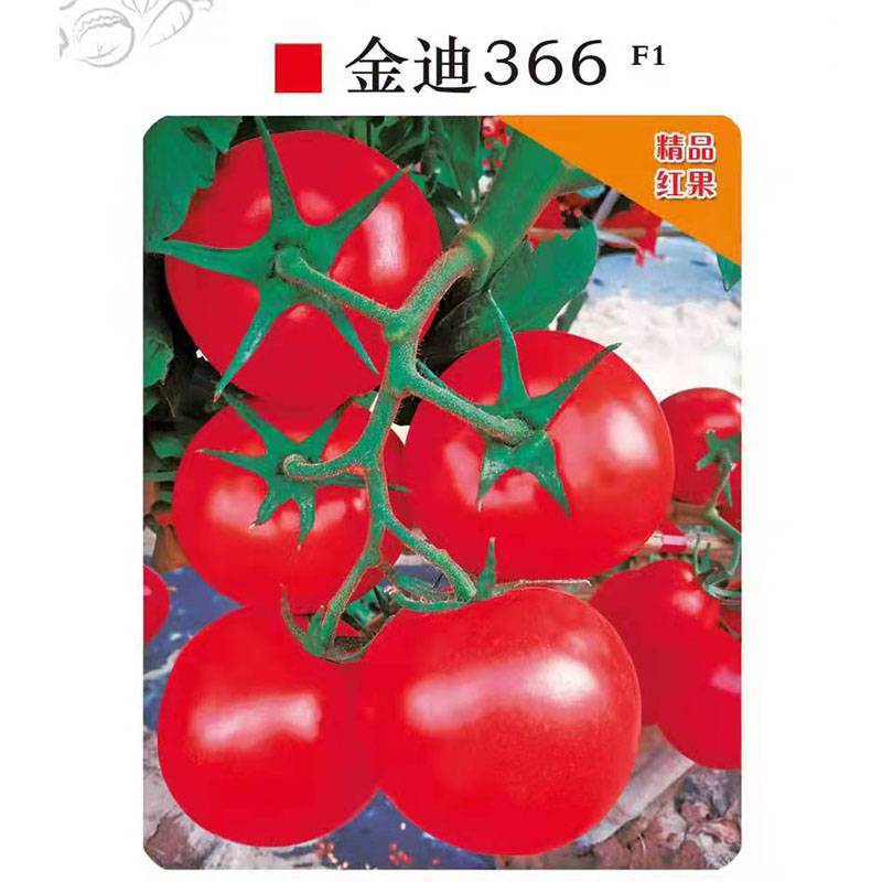 金迪366F1红果番茄种子 春季秋季保护地和南方露地种植