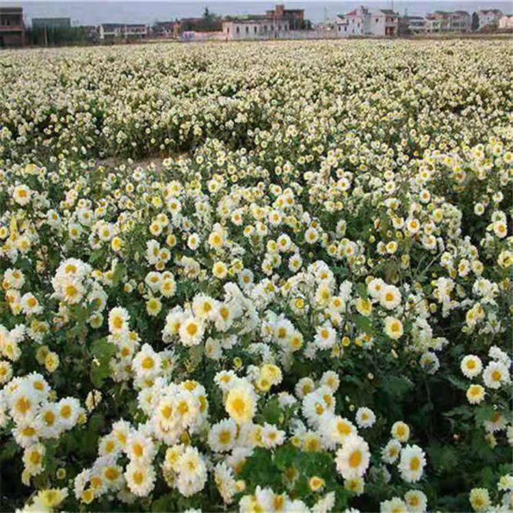 勇泰中药材 供应北京菊 大型花卉种植基地 常年供应
