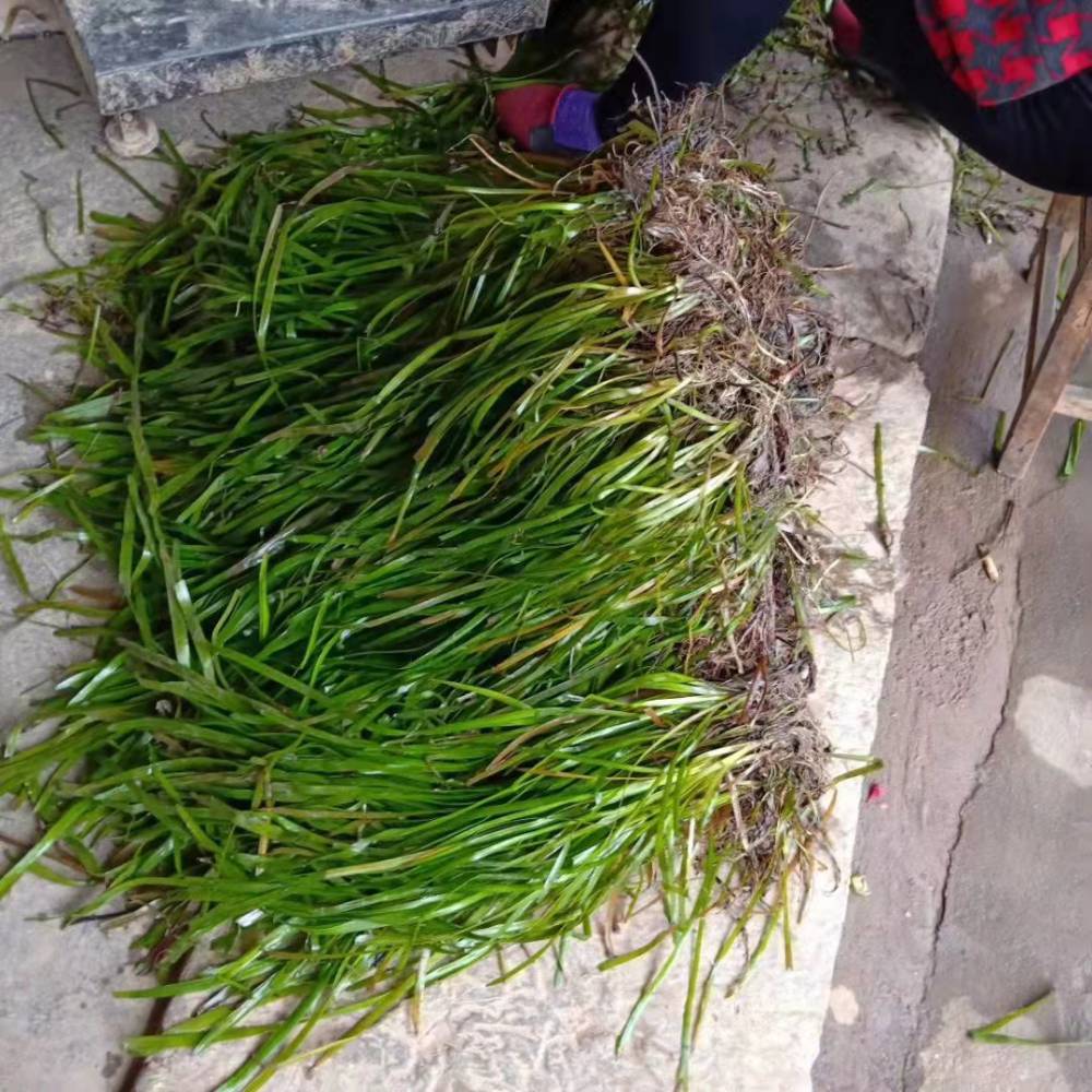 *上海芦苇苗价格 上海芦苇种苗大量批发价格优惠