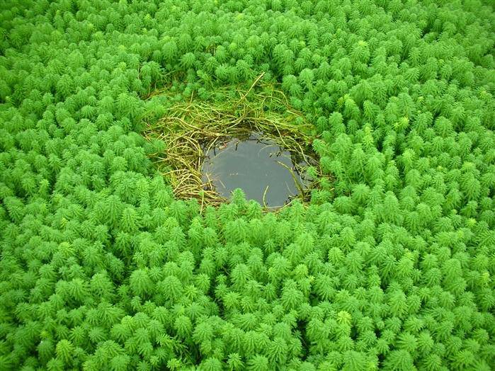 武汉粉绿狐尾藻种苗 承接狐尾藻种植 销售各种沉水植物
