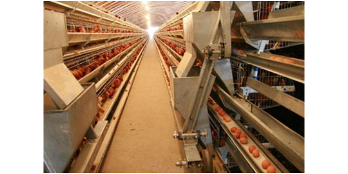 贵州自动养鸡设备安装 西平牧丰农牧设备供应