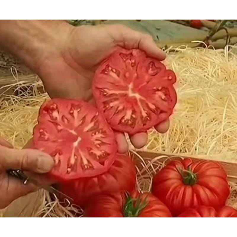 杂交 早熟 大红果 牛排番茄种子 越冬早春栽培