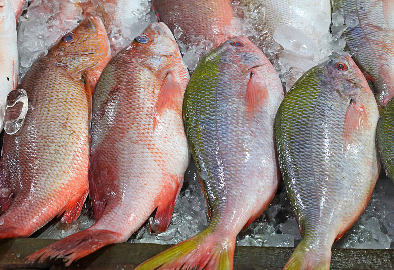孟加拉国冻鰨鱼代理进口报关公司排行榜