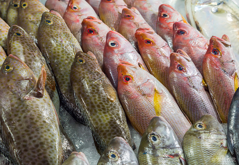 新加坡冻鱼水产进口代理报关公司及报关手续