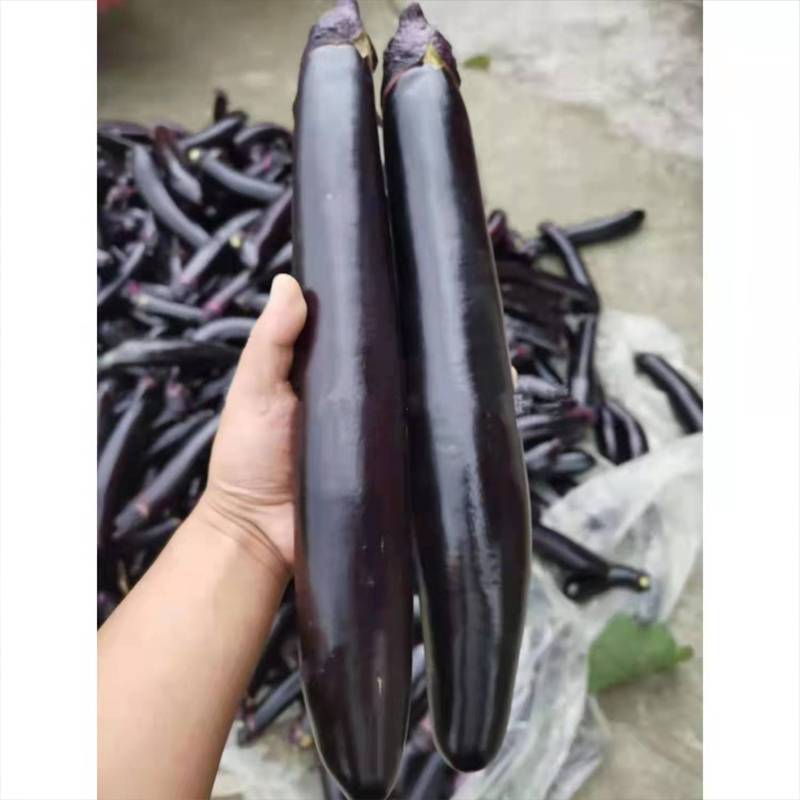天娇黑长棒茄种子选育品质黑长茄 杂交一代 中早熟