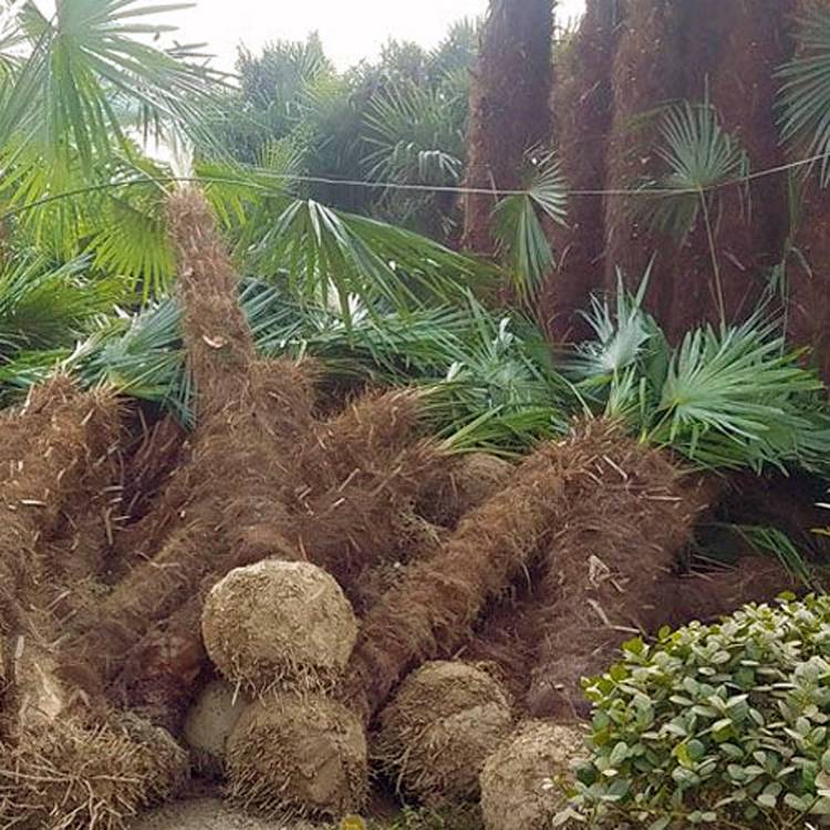 產地棕櫚樹報價 綠化用2米高棕櫚樹苗多少錢