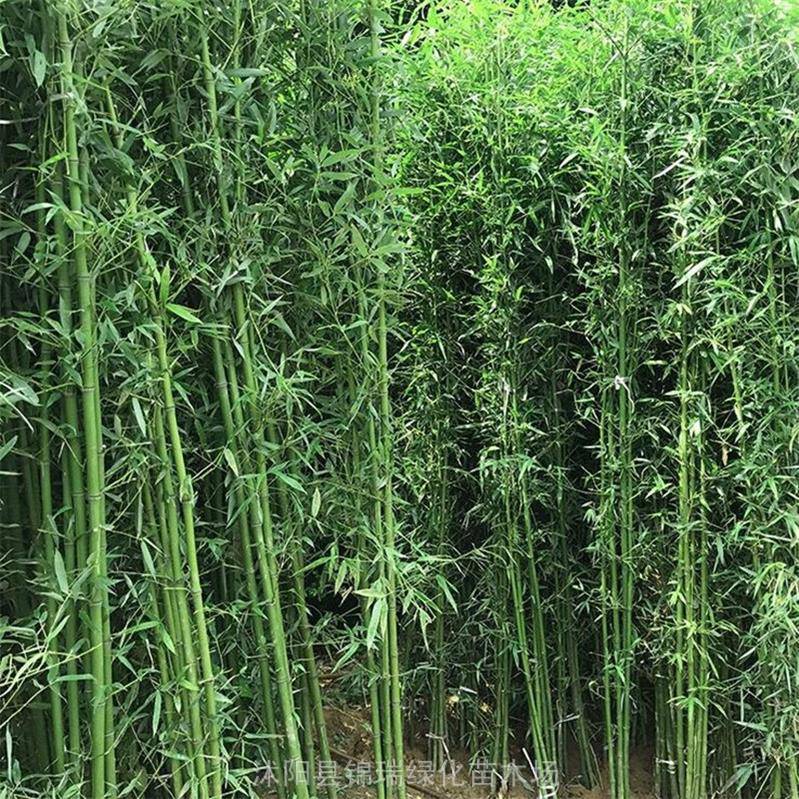 湖南竹子 湖南浏阳绿化竹子交易市场 竹类植物专卖