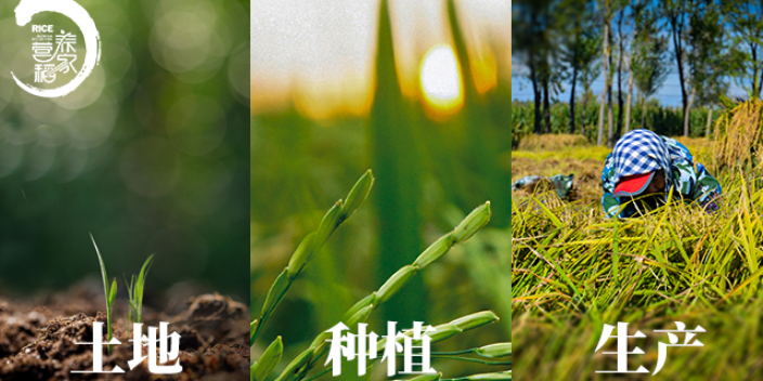 上海五常大米清香米 来电咨询 营养稻家供应