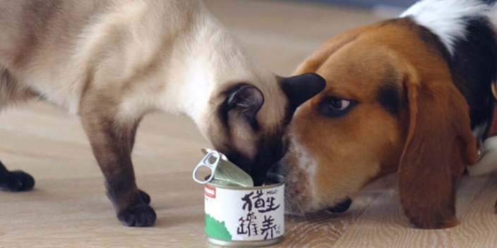 MGO猫粮宣传 猫生罐养猫罐头供应