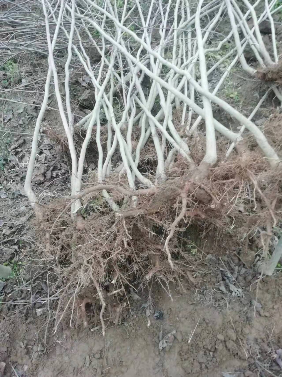 雅安杜仲苗种植基本 胶木