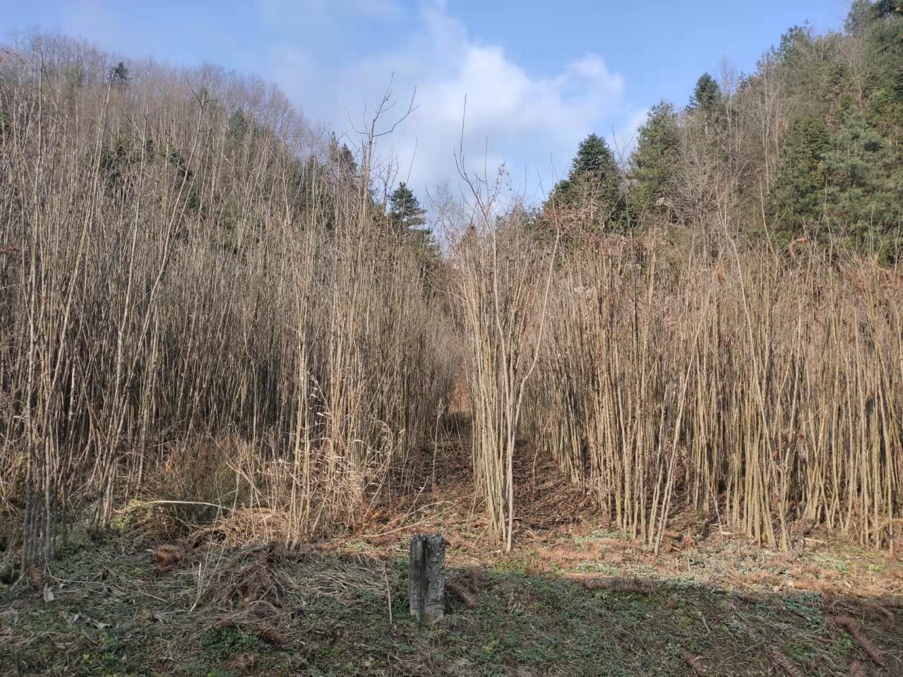 眉山杜仲苗种植基本