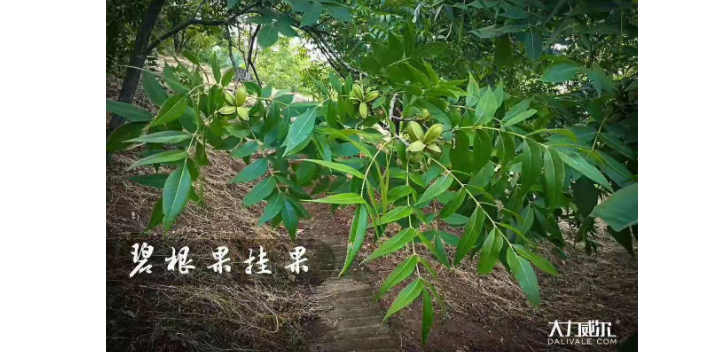 江苏碧根果苗成活率 欢迎来电 南京美人鱼生态农业供应