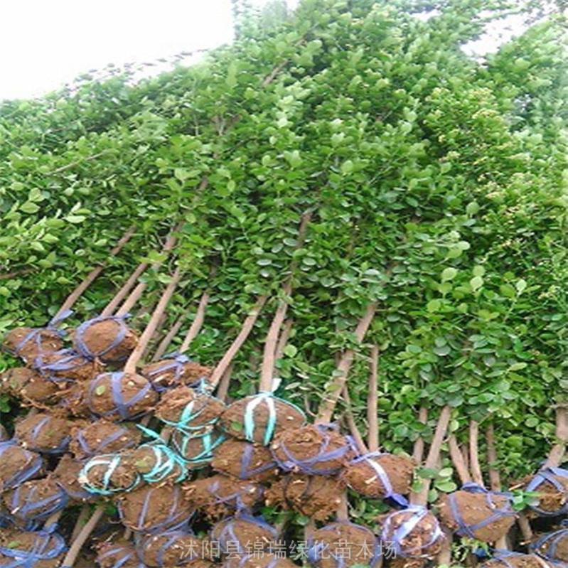 锦瑞绿化供应耐寒植物北海道黄杨 庭院绿墙绿篱 北海道树苗