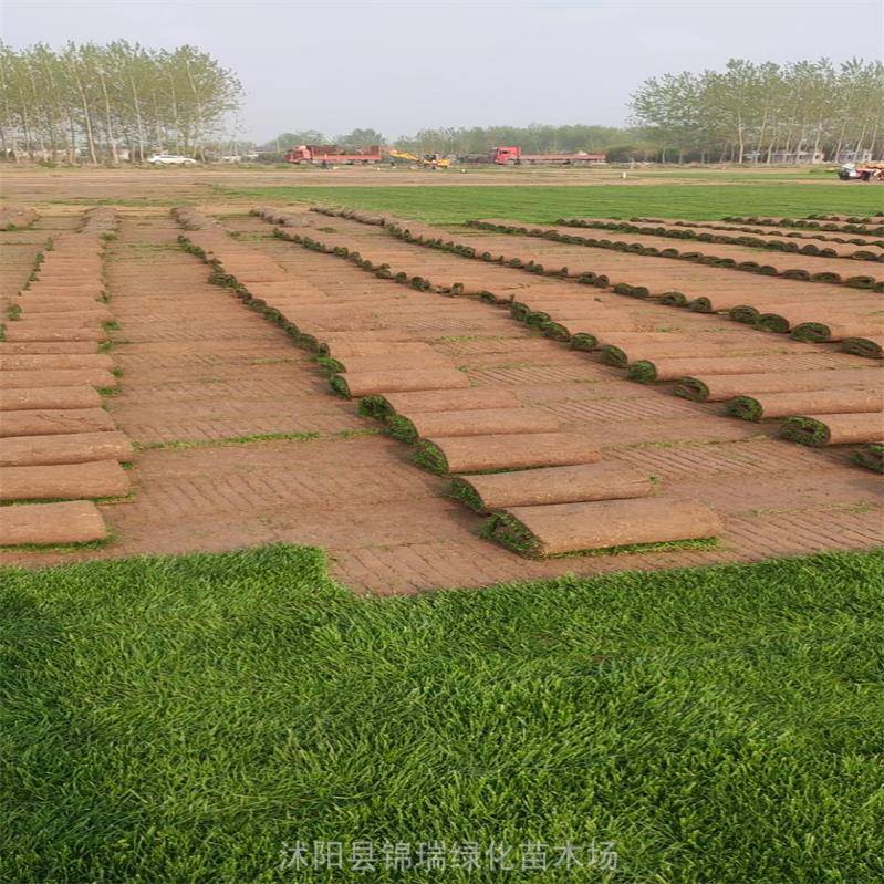 出售泥培马尼拉草坪 高尔夫球场用草 固土护坡 园林绿化真草坪