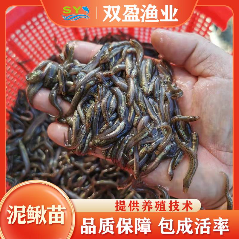 易养殖 泥鳅苗 出售 3-5cm泥鳅鱼苗 生长速度快 产量高