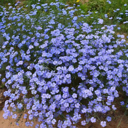 蓝花亚麻花种子订购电话