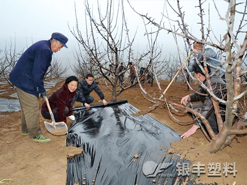 农用地膜 0.012银黑双色地膜 反光膜 草莓、葡萄等** 加快坐果