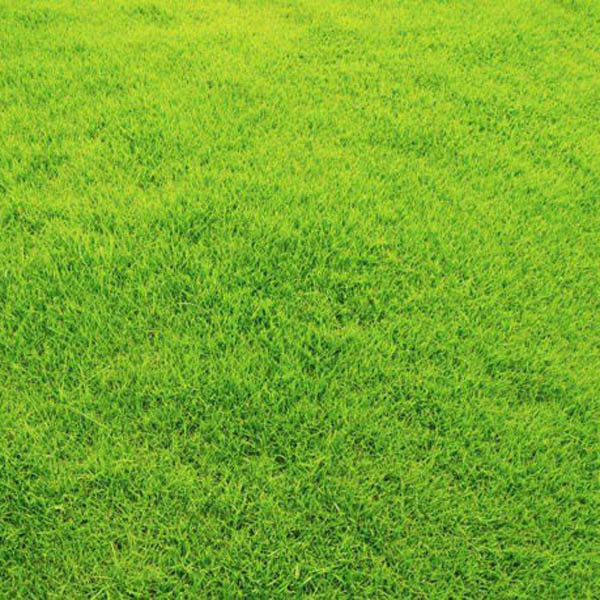 滁州英宏草坪 山东种植草皮