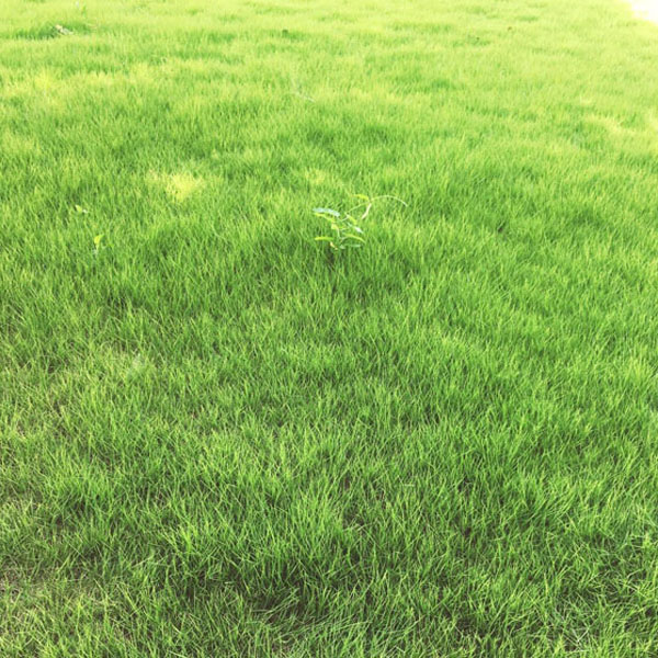 六安小区绿化草坪
