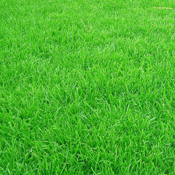 六安小区绿化草坪