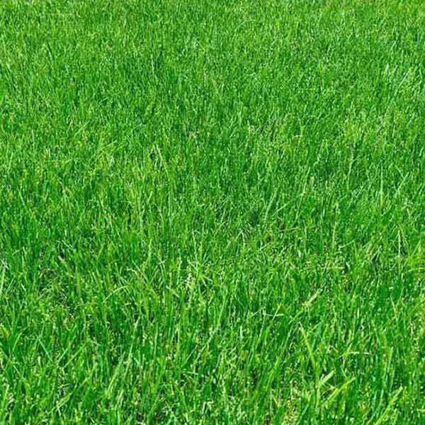 滁州英宏草坪 黄石销售绿化草坪