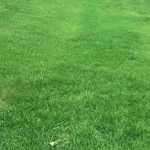 苏州批发绿化草坪