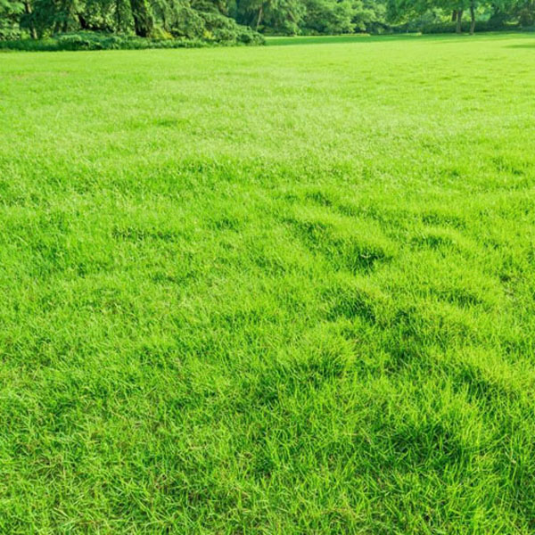 宣城草坪种植基地