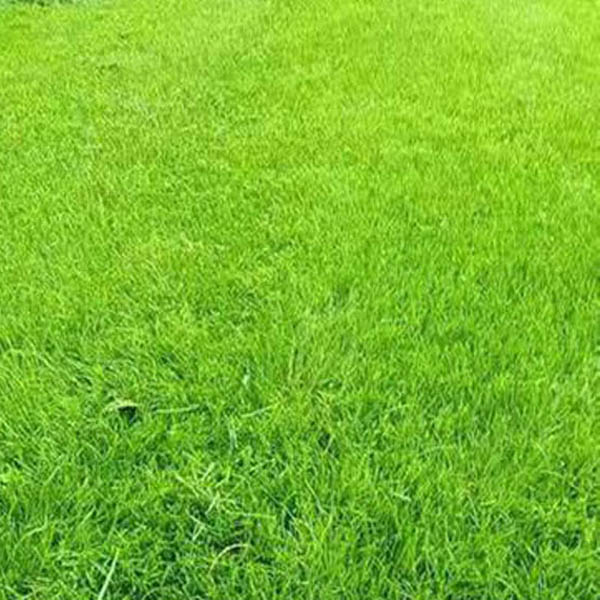 滁州英宏草坪苗木园艺场 安徽草坪种植