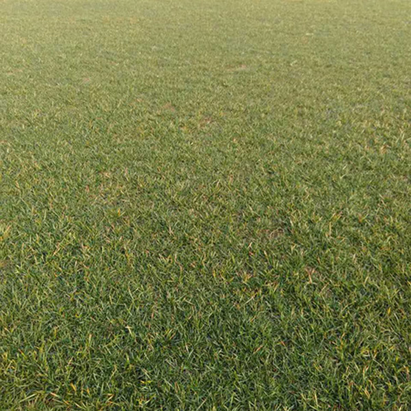 滁州英宏草坪 濮阳种植绿化草坪