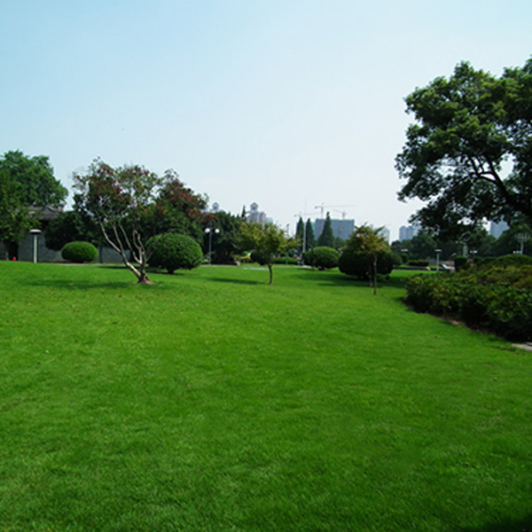 滁州英宏草坪苗木园艺场 宣城供应人造草坪