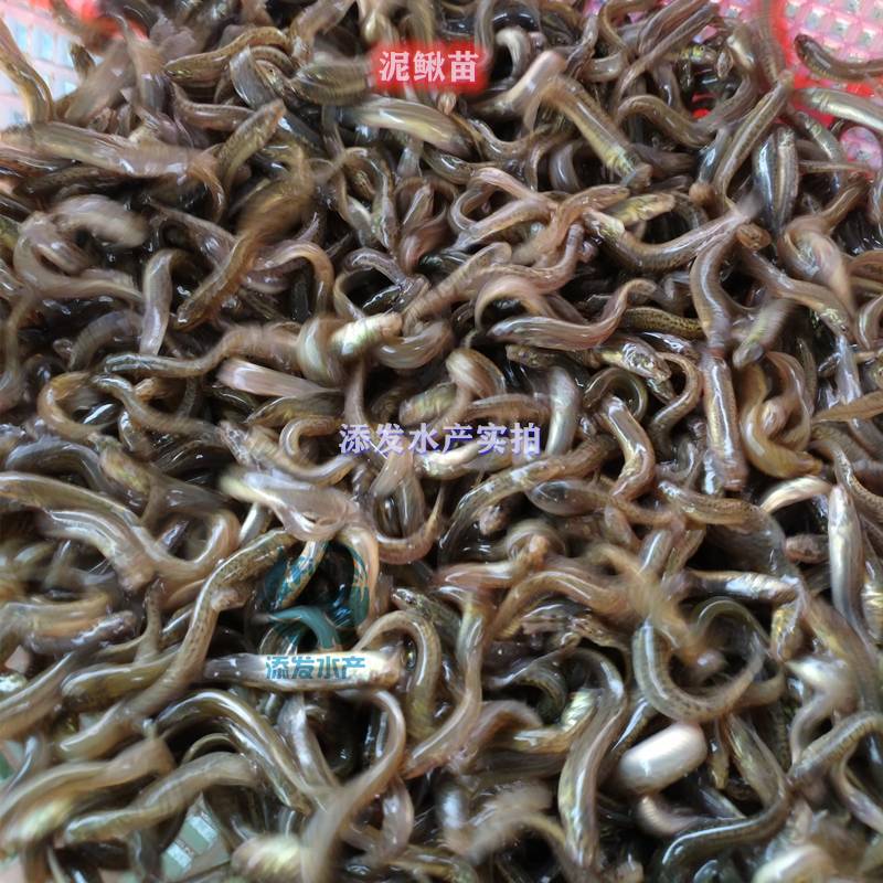 湖北中国台湾泥鳅苗渔场直销 泥鳅鱼苗质量 求购泥鳅鱼苗