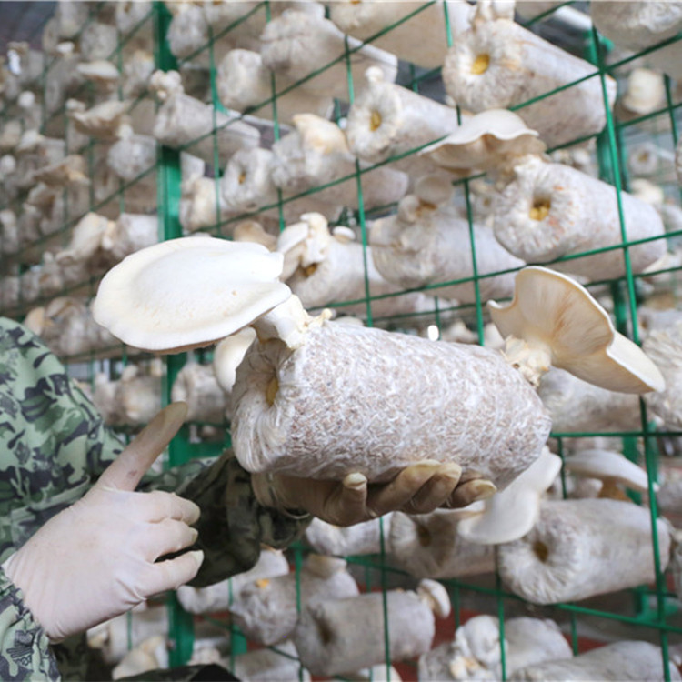 中久香菇培养架大棚配套立体层架式香菇架