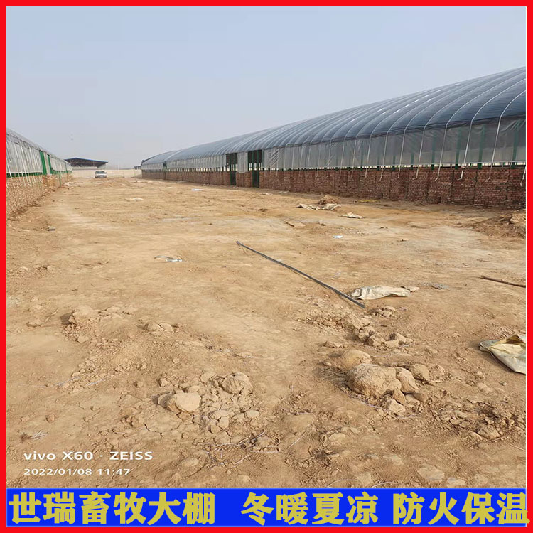 建养牛大棚工程 肉牛养殖棚施工搭建 牛舍大棚安装厂家