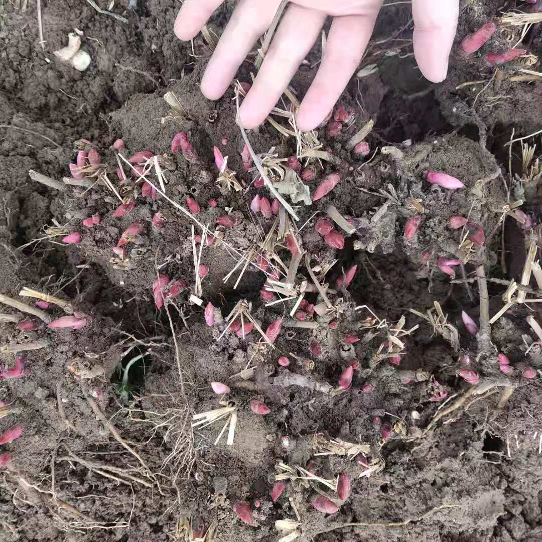 黑龙江芍药芽