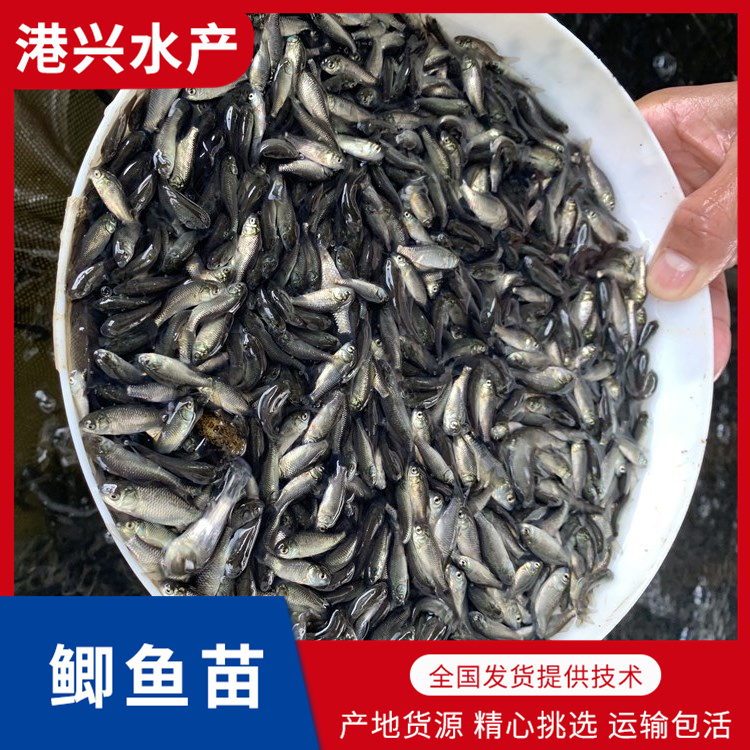 【鱼苗】巨鲫湘云鲫工程鲫东北鲫鲫鱼苗养殖_价格合理_欢迎咨询