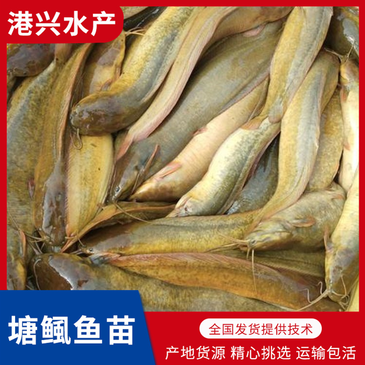 广东塘鲺鱼苗价格