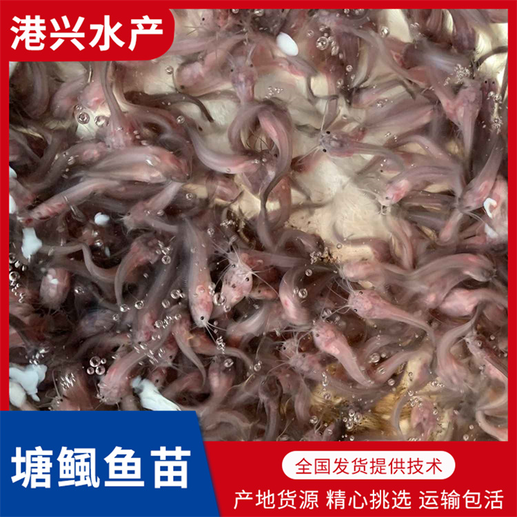 德阳塘鲺鱼苗养殖场