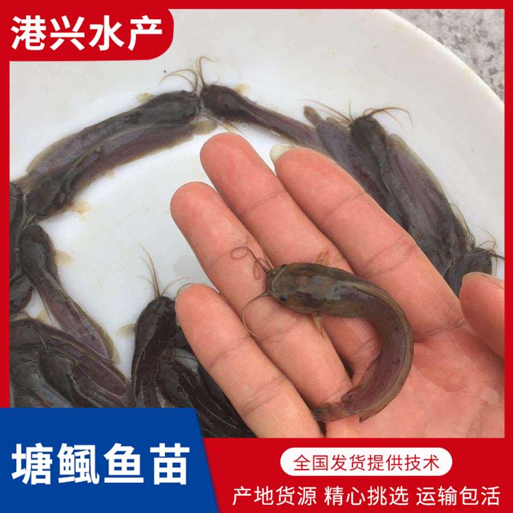 广安塘鲺鱼苗养殖