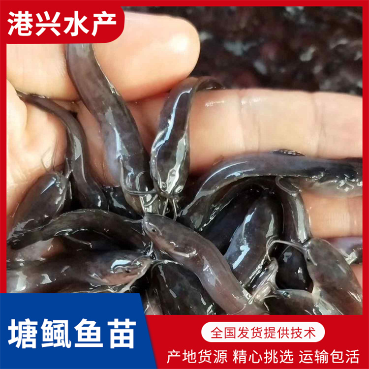 广安塘鲺鱼苗养殖