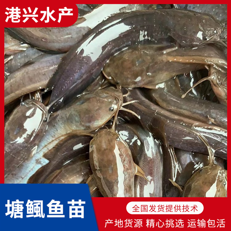 肇庆塘鲺鱼苗供应