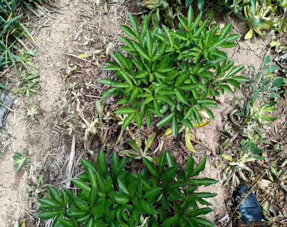 赤芍苗几月份种植