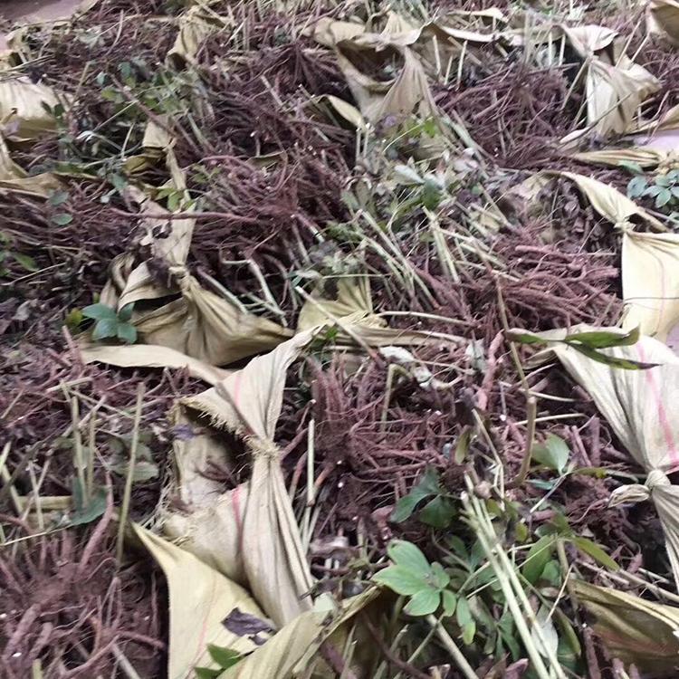 赤芍种苗哪里有 赤芍苗什么时间采收