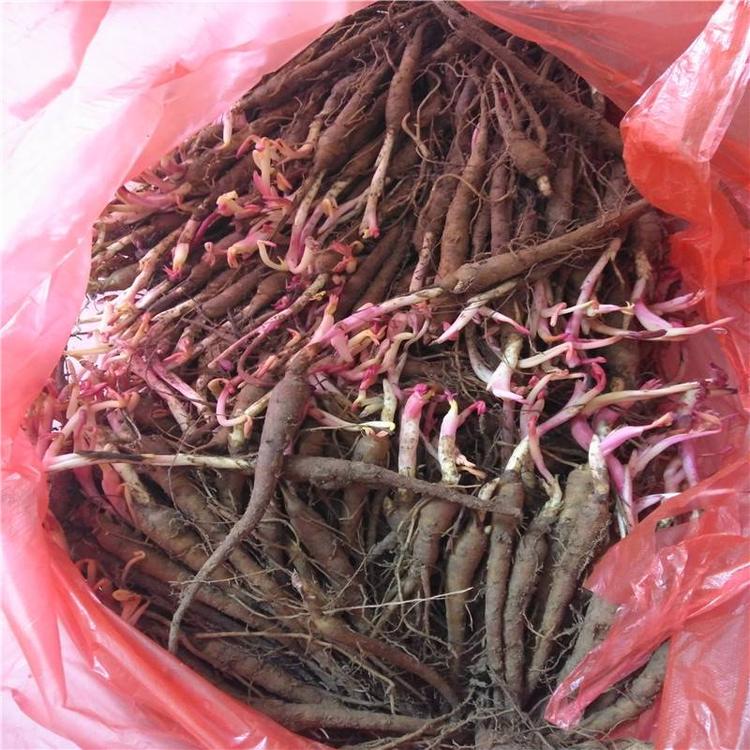 赤芍苗今年种植行情赤芍籽价格