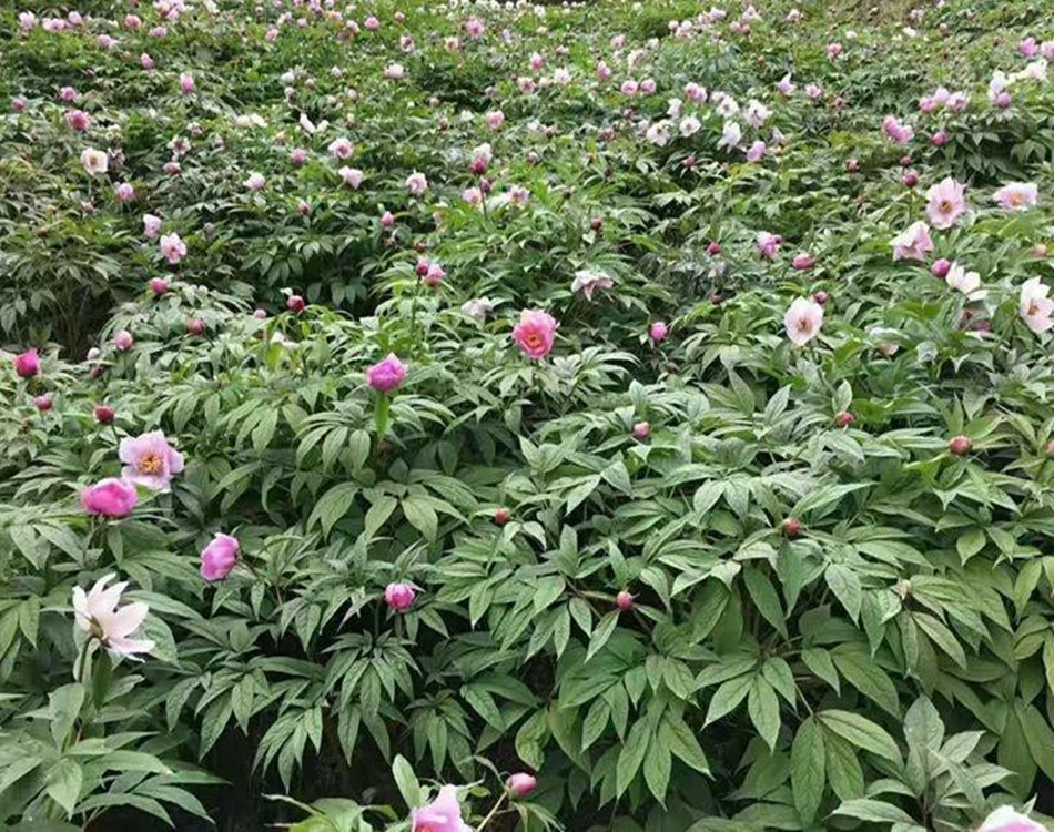 赤芍种苗价格 赤芍苗产品中心供应
